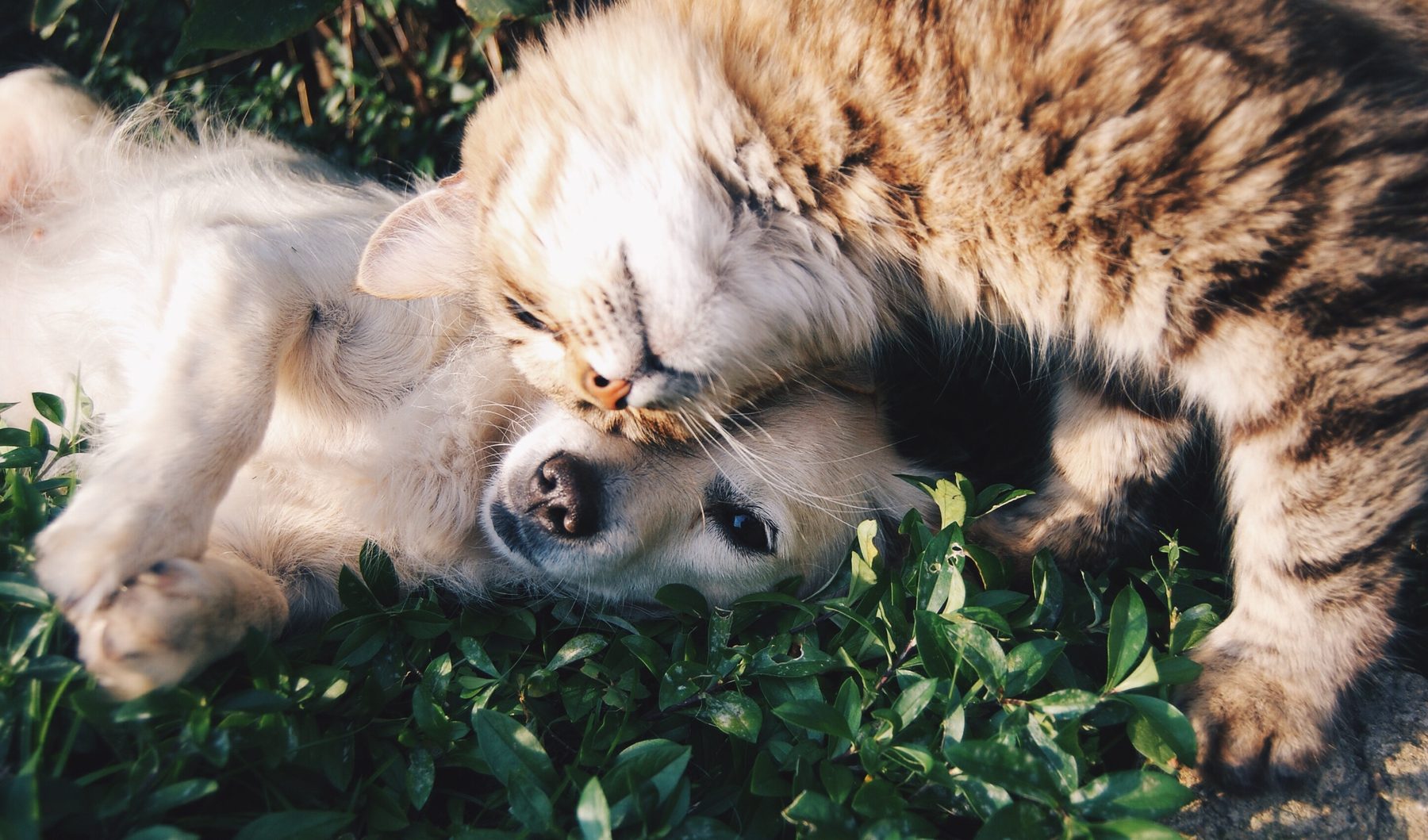 Cão e gato juntos, fotografia ilustrativa