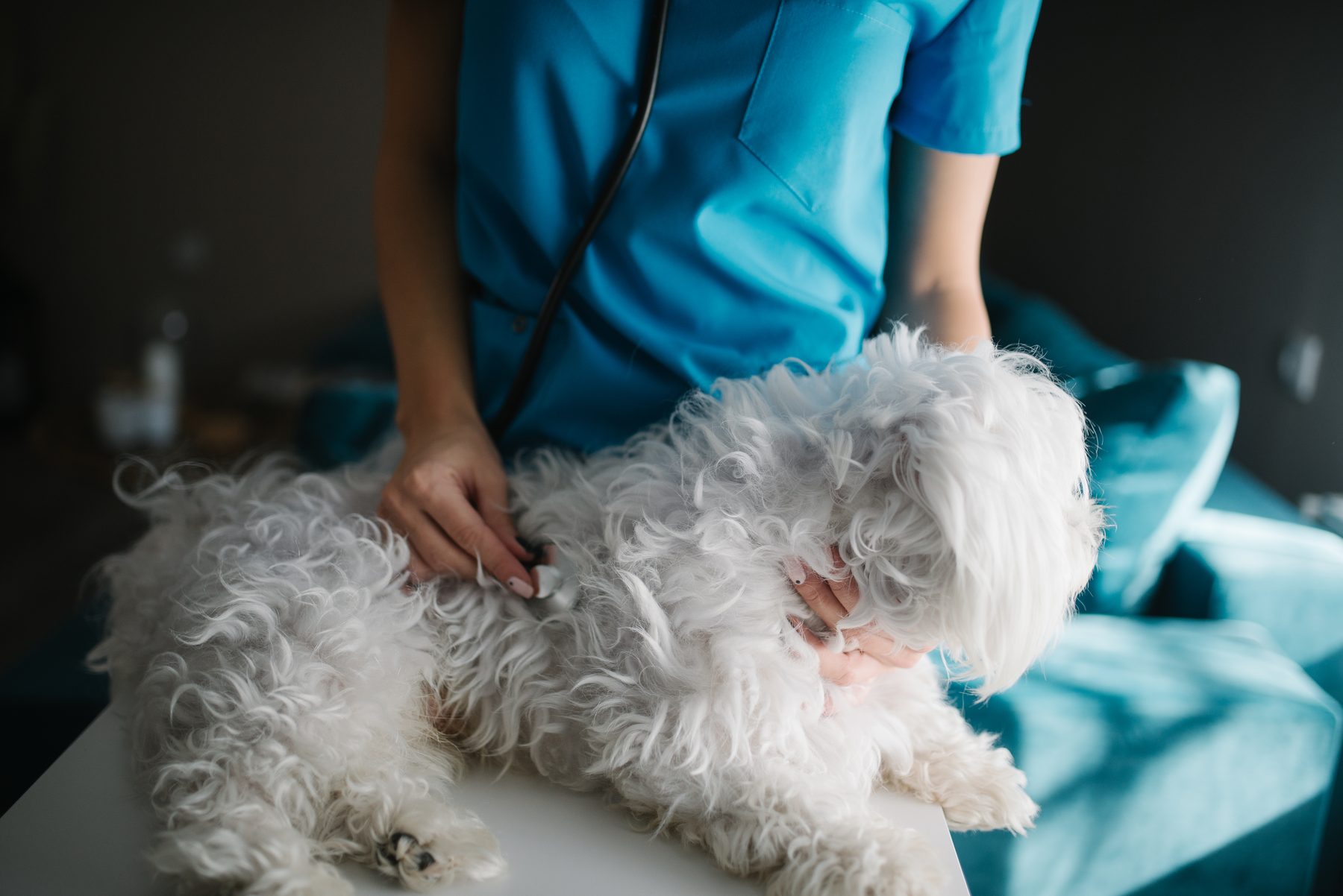 Cão sendo examinado com estetoscópio, fotografia ilustrativa