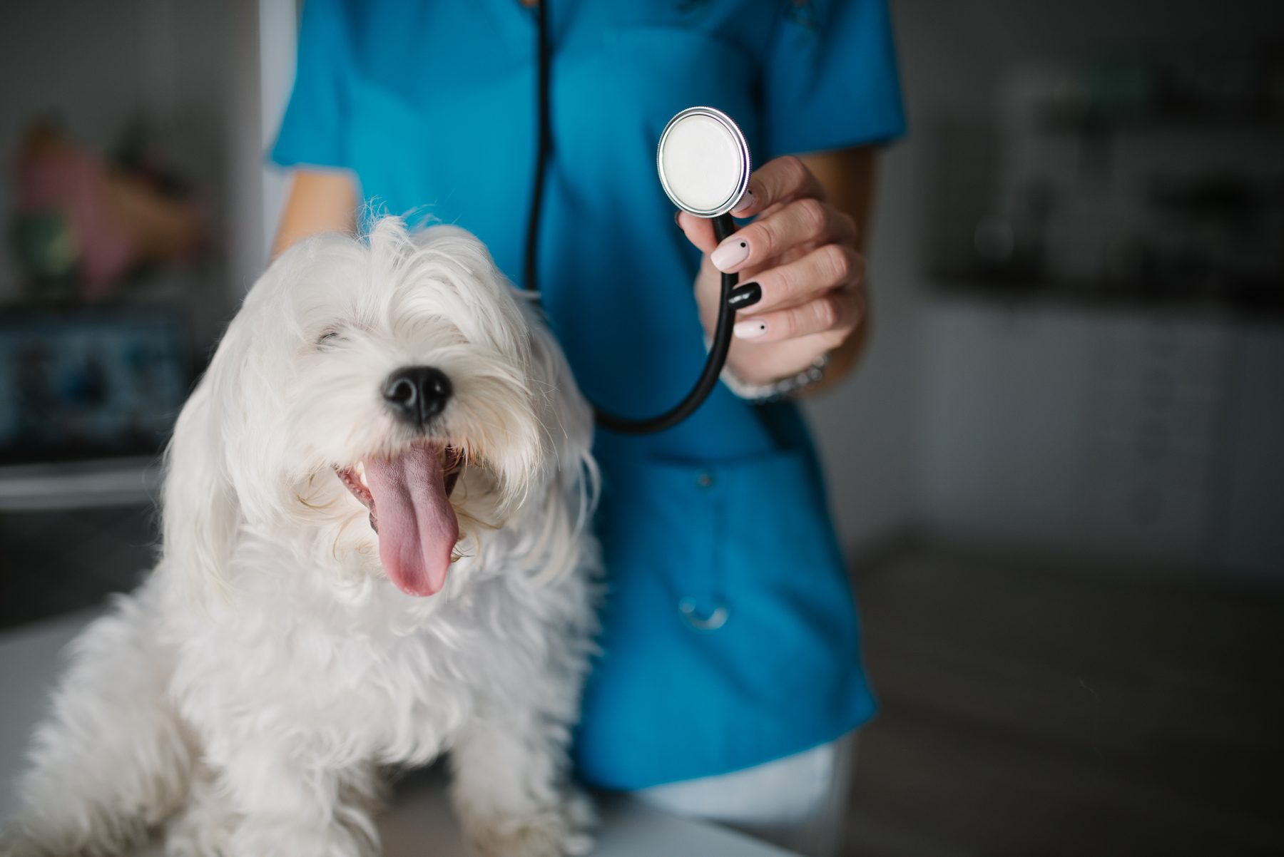 Veterinária examinando um cão, fotografia ilustrativa
